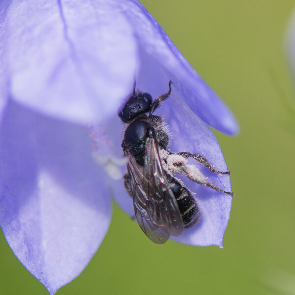 Dufourea dentiventris