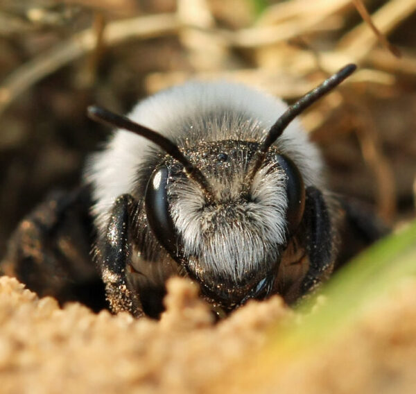 Andrena cineraria