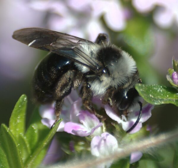 Andrena cineraria