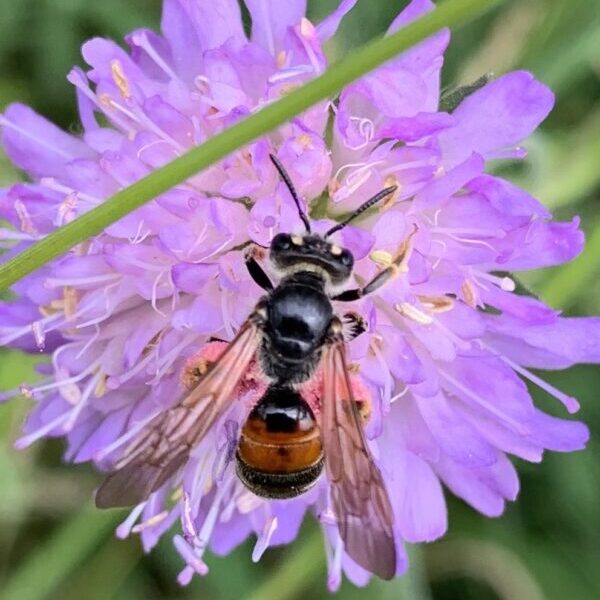Andrena hattorfiana