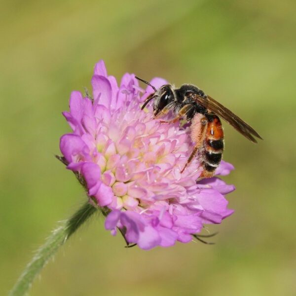Andrena hattorfiana