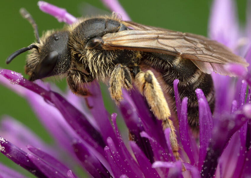 Halictus eurygnathus