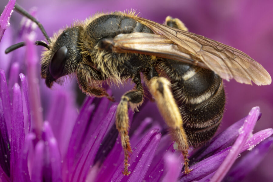 Halictus eurygnathus