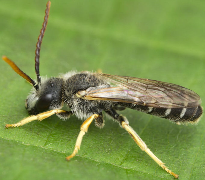 Halictus eurygnathus