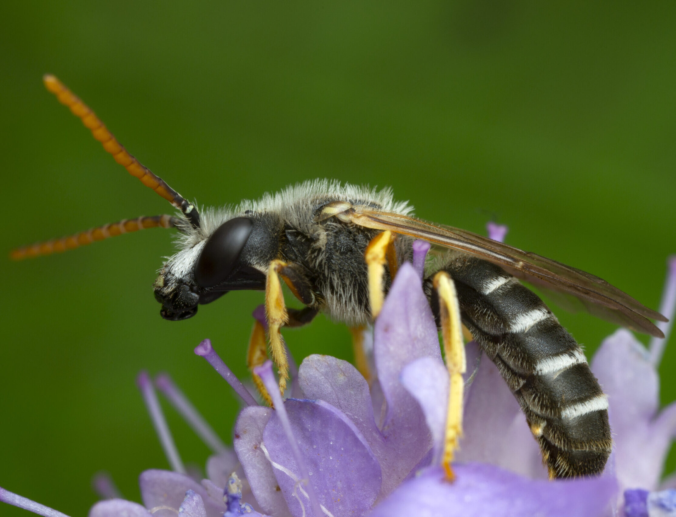 Halictus eurygnathus