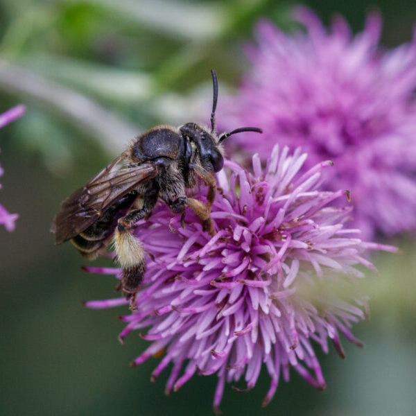 Macropis europaea