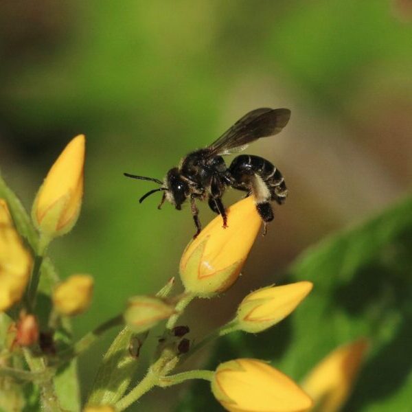 Macropis europaea