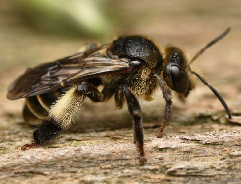 Macropis europaea