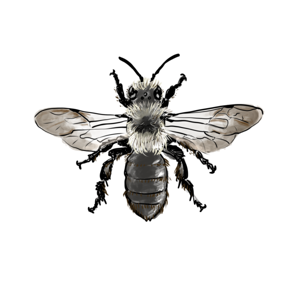 Andrena cineraria