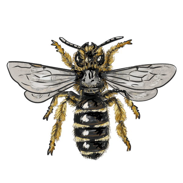 Halictus eurygnathus