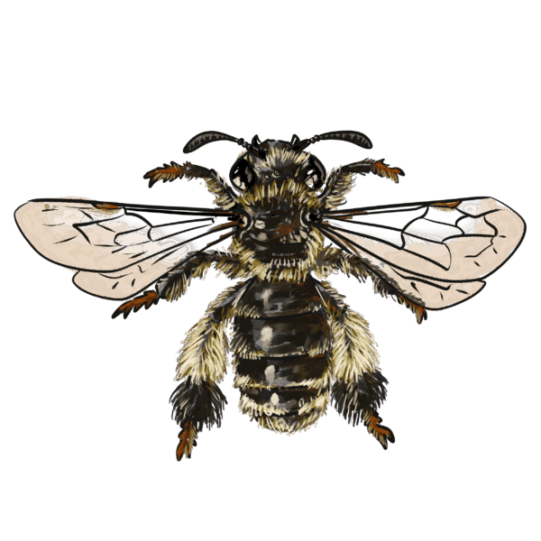 Macropis europaea