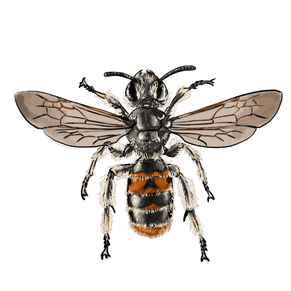 Andrena hattorfiana