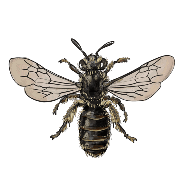 Dufourea dentriventris